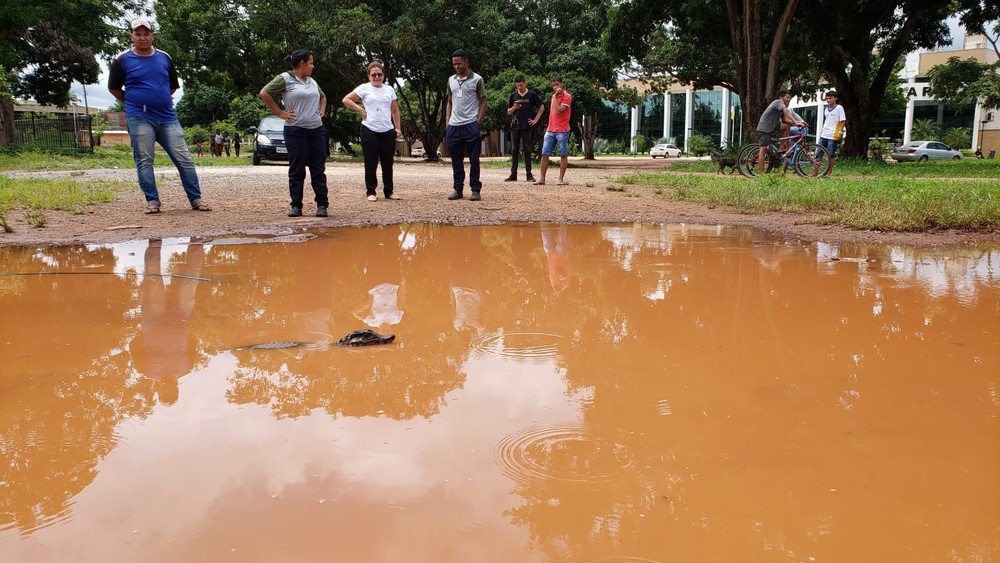 Jacaré estava em poça de lama no centro da cidade — Foto: Guaraí Notícias/Divulgação