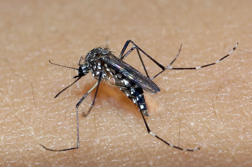 Mosquito Aedes aegypti é o transmissor da dengue, zika e chikungunya — Foto: Raul Santana/Fiocruz/Divulgação